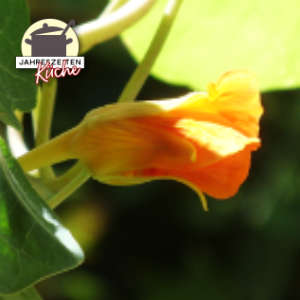 Kapuzinerkresse mit geschlossener Blüte