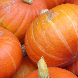 Viele orangefarbene Hokkaido-Kürbisse