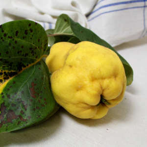 Eine Quitte mit Blattgrün liegt auf einem Leinentuch