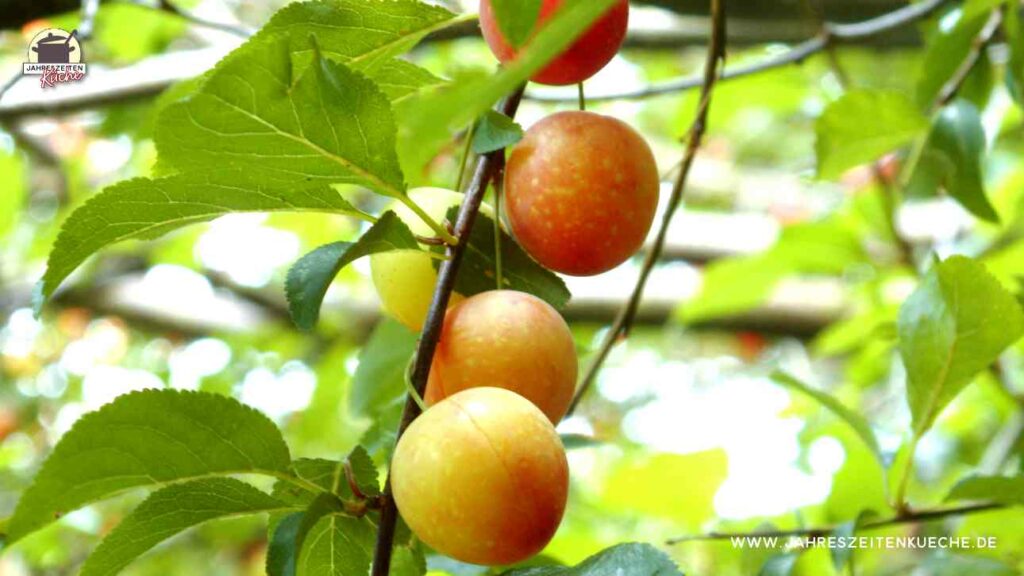 Reife Wildpflaumen hängen an deinem Baum
