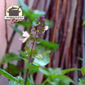 Zimtbasilikum mit Blüte