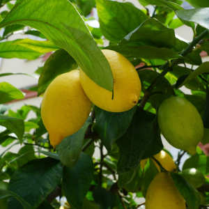 Zitronenbaum