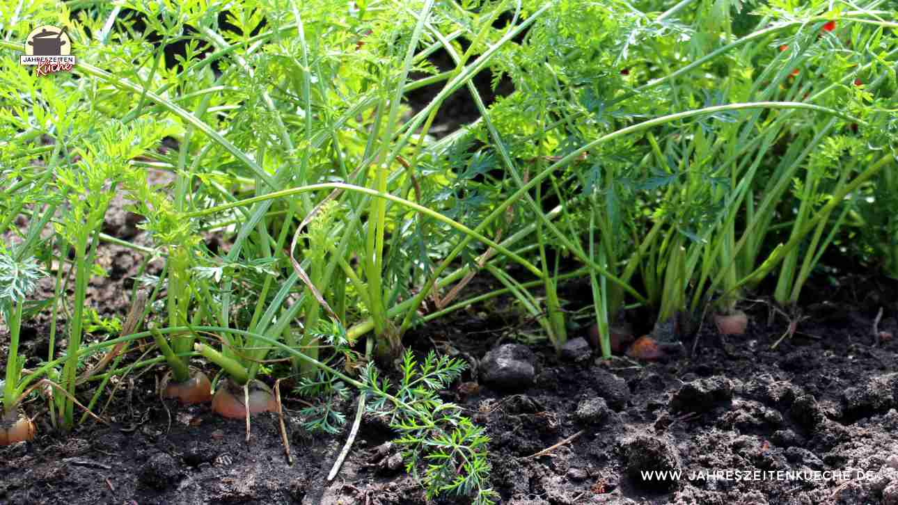 Karotten in Gartenerde