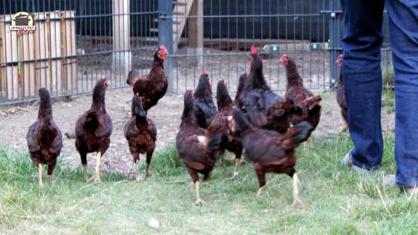 Eine Hühnerschar läuft zum Stall