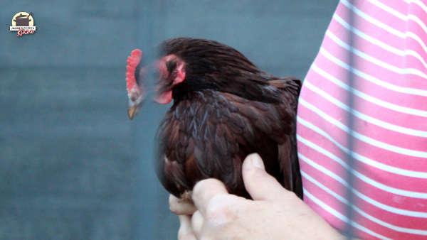 Zahmes Huhn im Arm eines Menschen