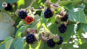 Reife und unreife Brombeeren hängen an einem Strauch