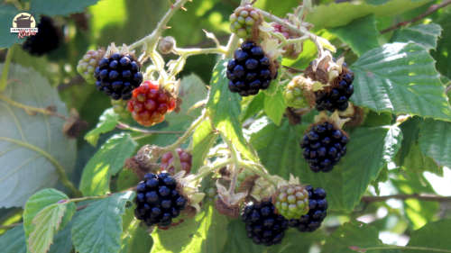 Reife und unreife Brombeeren hängen an einem Strauch