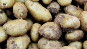 Viele Kartoffeln übereinander