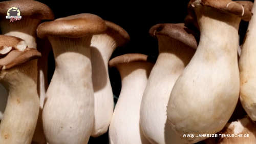 Viele Kräuterseitlinge liegen nebeneinander