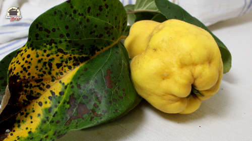 Eine Quitte mit Blattgrün auf hellem Untergrund