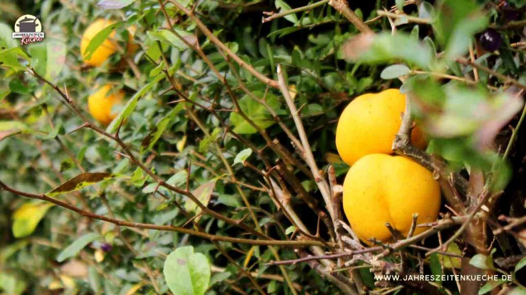Scheinquittenhecke mit Früchten
