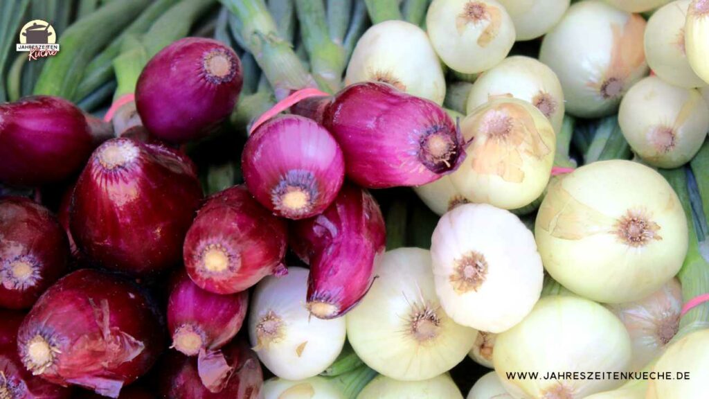 Zwiebeln,Zwiebel